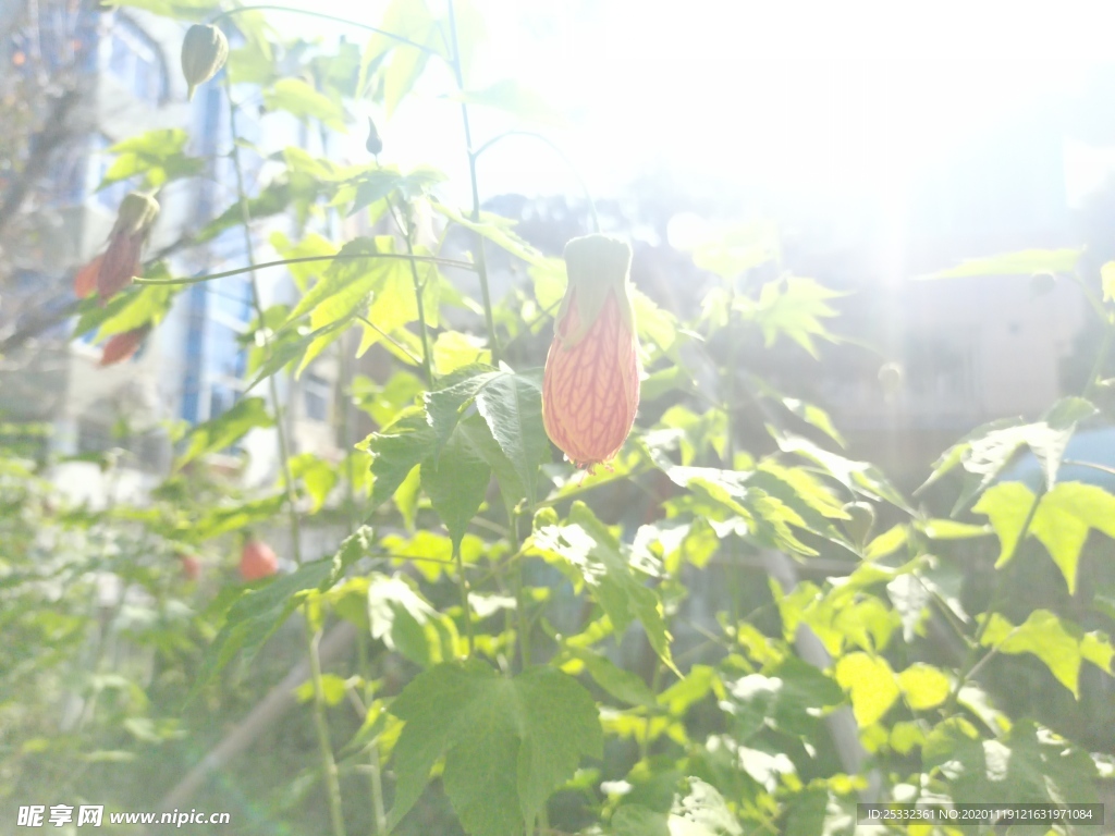 花卉图片