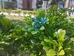 绿色的植物