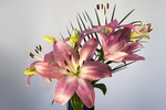 百合花