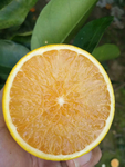 红橙