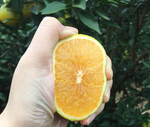 红橙