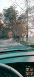 路   远方   树