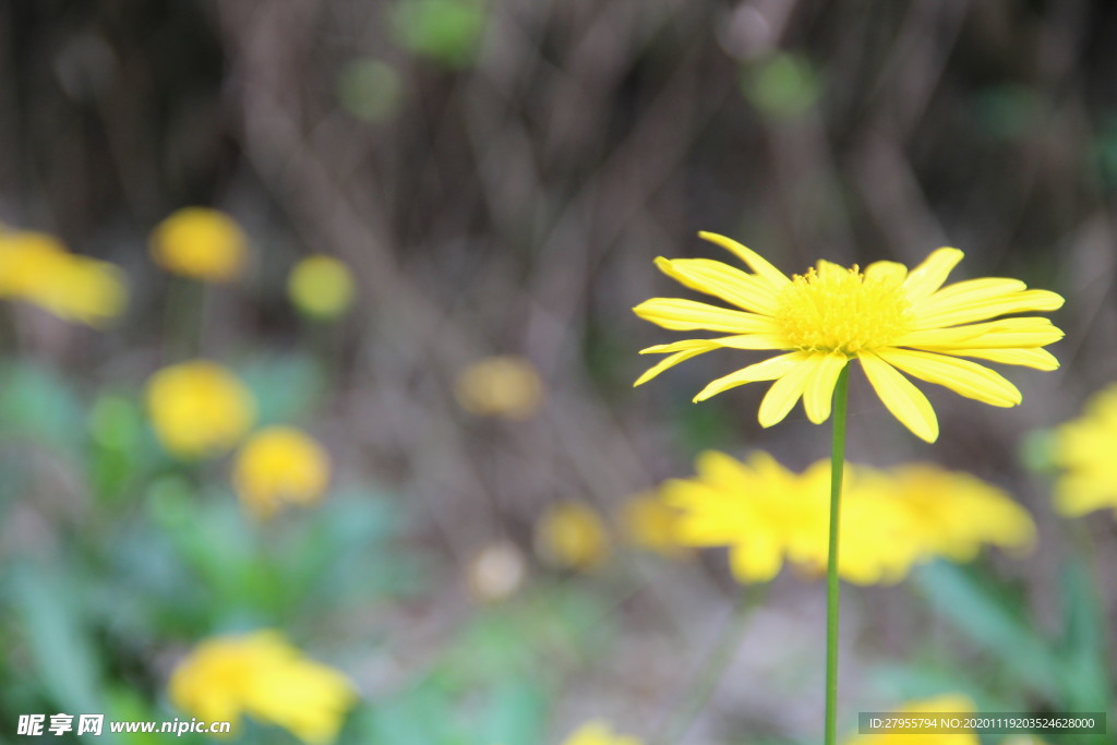 独菊