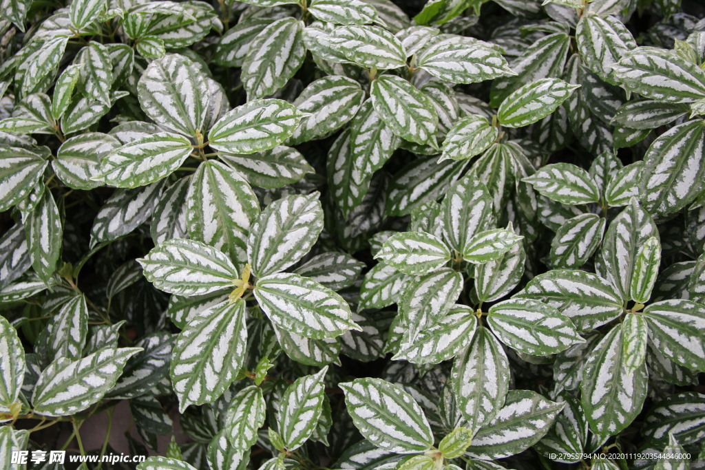 植物高清