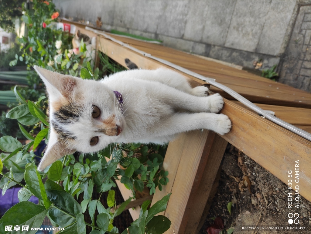 猫