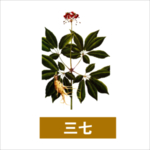 草本植物
