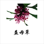 草本植物药材