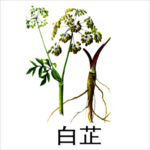 草本植物药材