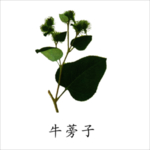 草本植物药材