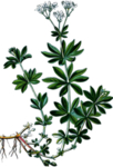 草本植物药材