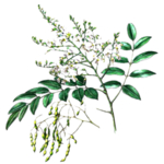 草本植物药材
