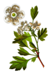 草本植物药材