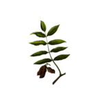 草本植物药材