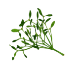 草本植物药材