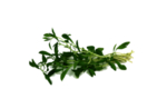 草本植物药材