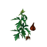 草本植物药材