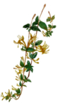 草本植物药材