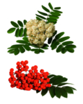 草本植物药材