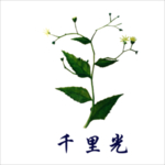 草本植物药材
