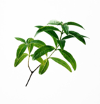 草本植物药材