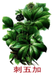 草本植物药材