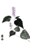 草本植物药材