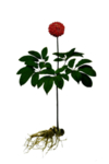 草本植物药材