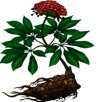 草本植物药材