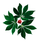 草本植物药材