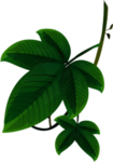 草本植物药材