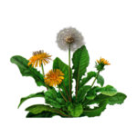 草本植物药材