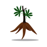 草本植物药材