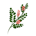 草本植物药材