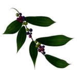草本植物药材
