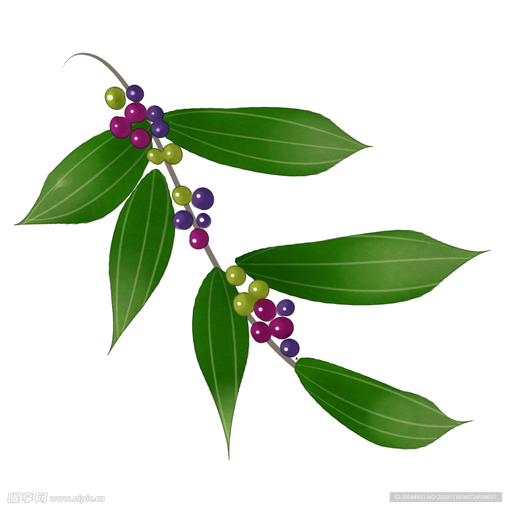 草本植物药材
