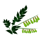 草本植物药材