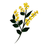 草本植物药材