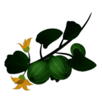 草本植物药材