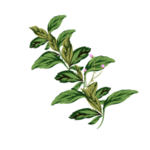 草本植物药材
