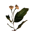 草本植物药材