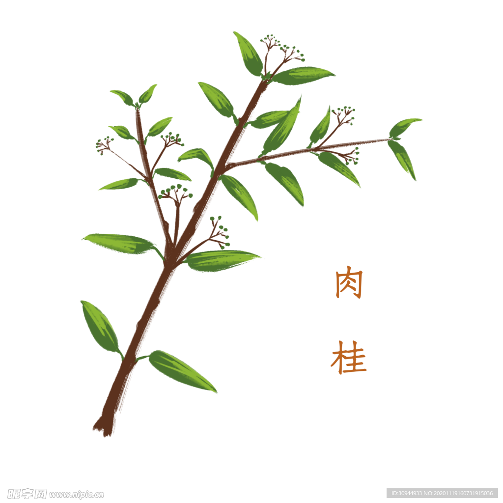 草本植物药材