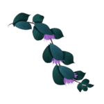 草本植物药材