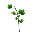 草本植物药材