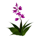 草本植物药材