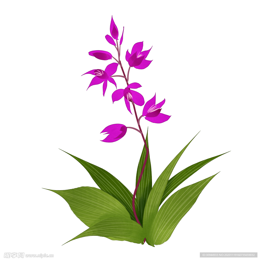 草本植物药材
