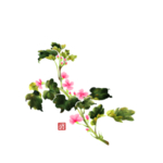 草本植物药材