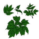 草本植物药材
