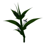 草本植物药材