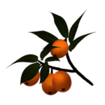 草本植物药材