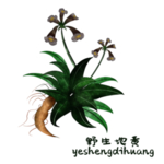 草本植物药材